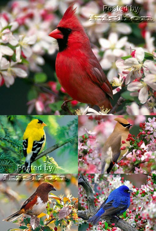 Photostok – Birds