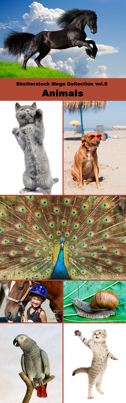 Shutterstock Mega Collection vol.5 - Animals