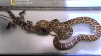 Нашествие гигантских питонов / Python invasion (2011) SATRip
