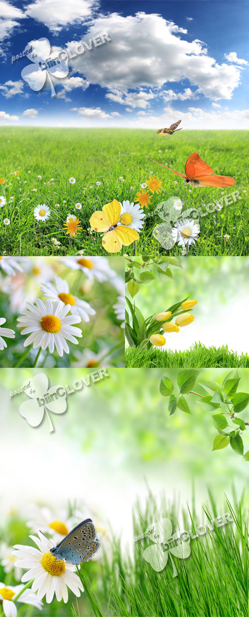 Nature background with flowers 0133