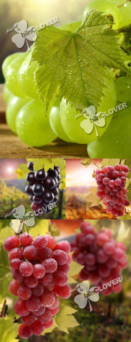 Grapes and sun 0136