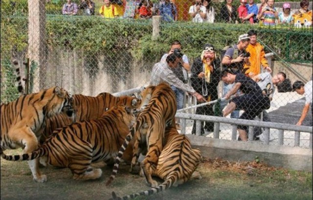 Новое развлечние - Перетягивание каната с тигром