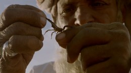 BBC:   (3   3) / BBC: Wild Arabia (2013) HDTVRip