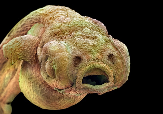 Как выглядят обычные существа под микроскопом