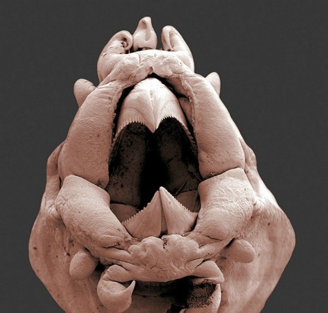 Как выглядят обычные существа под микроскопом