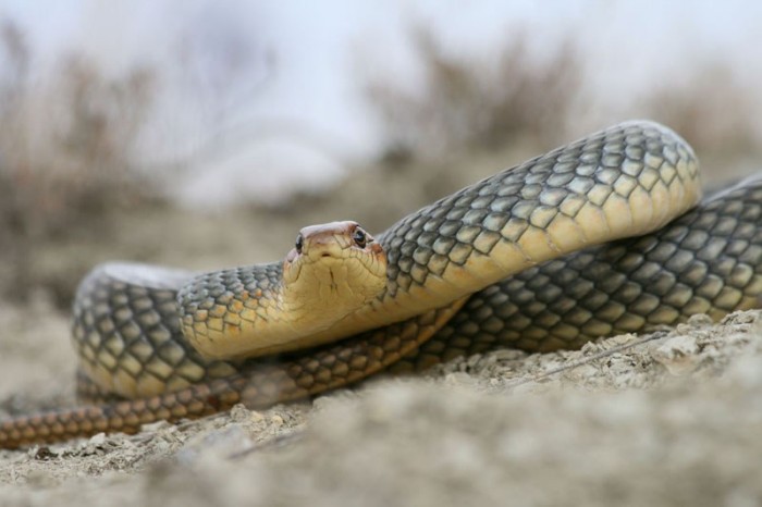 Фото-охота на змей