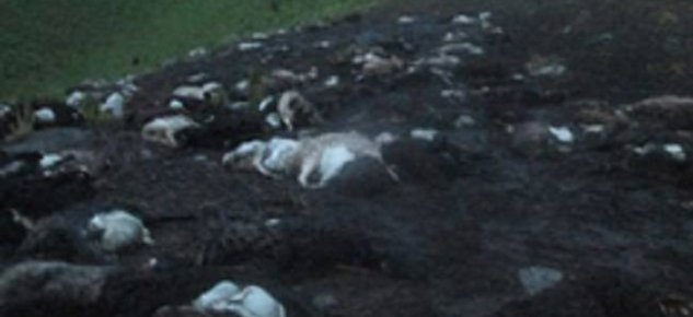 Один удар молнии убил сразу 355 овец