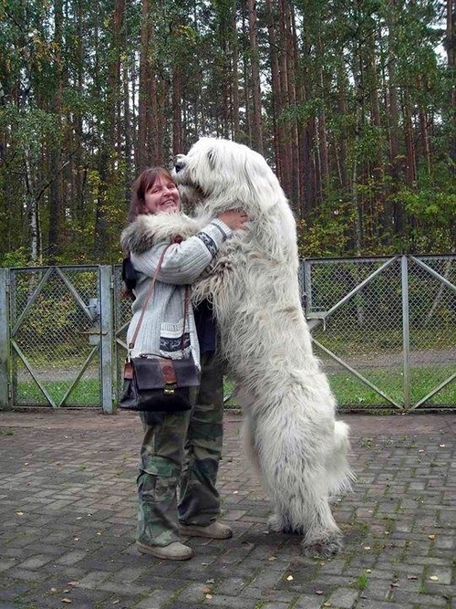 Предлагаем вашему вниманию фото подборку с необыкновенно большими собаками