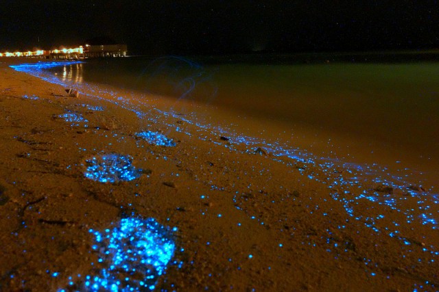 Пляж на Мальдивах омывает фантастический “океан звёзд”