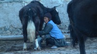.   / Himalayas Spirit of Zanskar (2012) HDDVDRip [720p]