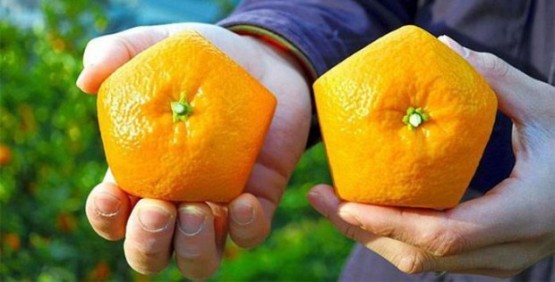 Японцы вырастили пятиугольные апельсины