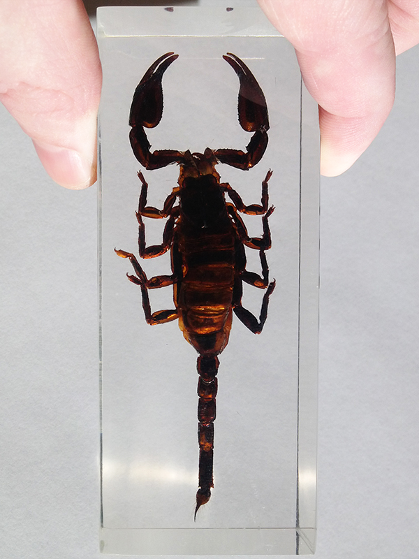 Насекомые №3 - Скорпион гетерометрус (Heterometrus sp.)