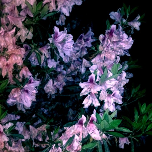 Milieu - Leaves Painted Purple (2013) FLAC