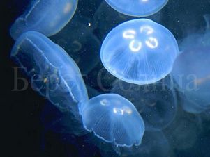 Сети от медуз установят у побережья Италии, Испании, Туниса и Мальты