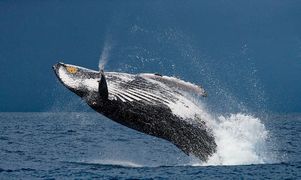 Доминикана приглашает понаблюдать за китами