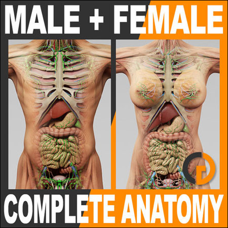 TurboSquid Human Male and Female Complete Anatomy For C4D - repost