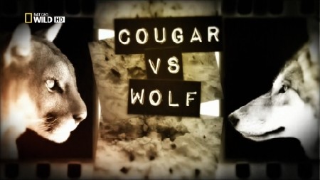    / Cougar vs Wolf (2013) HDTVRip