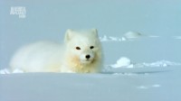 Animal Planet.   / Wildest Arctic (2012) HDTVRip  720p