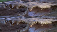   / Dragons Feast (2012) BDRip 1080p | 3D-Video 
