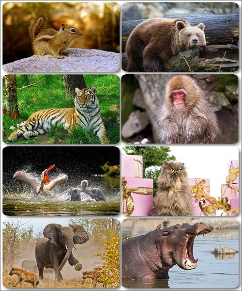 Забавные животные - Коллекция фото обоев (часть 11)