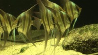   / Aquarium Impressionen (2010) HDRip