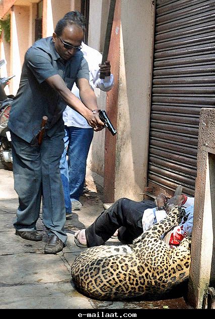 В Индии леопард напал на шестерых жителей 