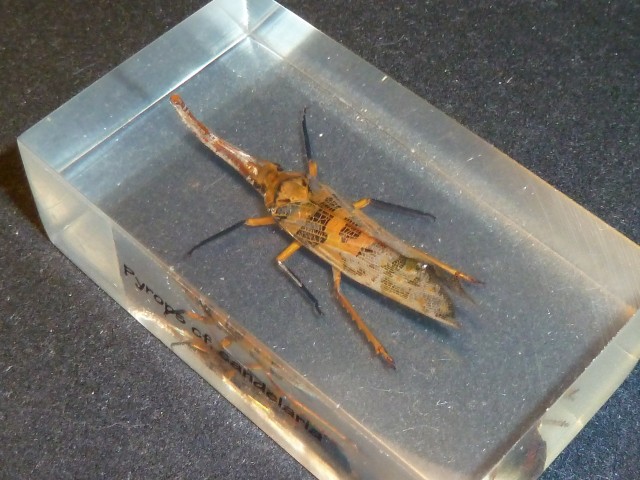 Насекомые №8 - Азиатская цикада (Pyrops cf. candelaria)