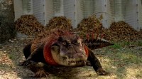   / Ragin Cajun Redneck Gators (2013) DVDRip