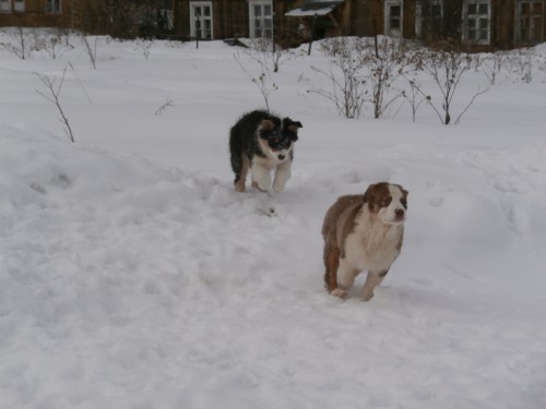 Мои собаки: Зена и Шива и их друзья весты 13c510cfad7d5d871b7fc209040ff29f
