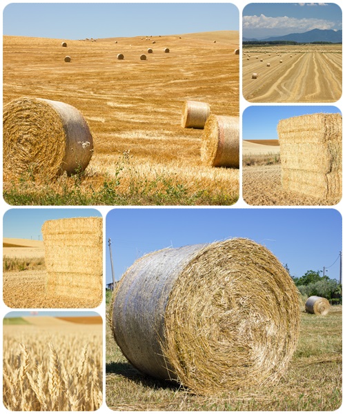 Field of wheat  - stock photo