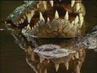 National Geographic :  -    / National Geographic : The Ultimate crocodile (2002) DVDRip