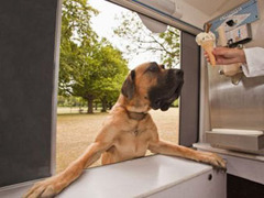 Великобритания: в парках страны появится мороженое для собак
