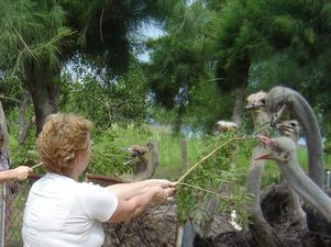 В Подмосковье туристов кормят страусами