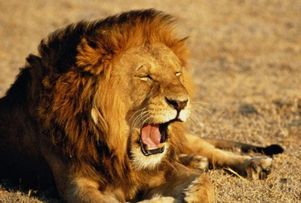 ЮАР: львам полюбились колеса туристов