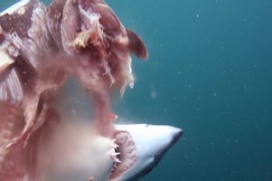В прошлом году акулы нападали на людей Семьдесят девять раз