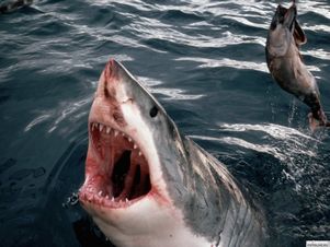 На Сахалине впервые выловили белую акулу