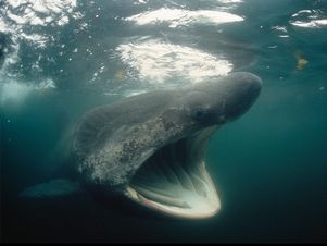 США: акула убила русского туриста
