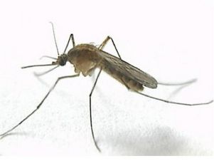 В испанском городе Бадалона будут штрафовать за распространение комаров