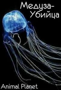 В Австралии обнаружены новые медузы-убийцы