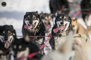 На Аляске стартовала самая известная в мире гонка на собачьих упряжках