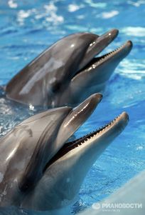 В Краснодарском крае открылся дельфинарий