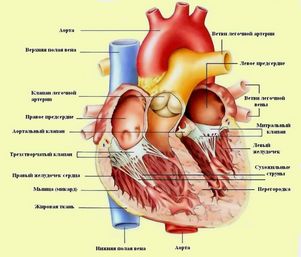 В профилактике сердечных болезней важен комплексный подход