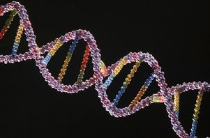 ДНК имеет собственный механизм восстановления