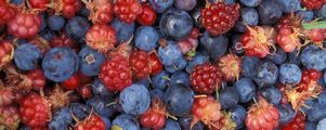 Лесные ягоды снижают риск болезни Паркинсона у мужчин