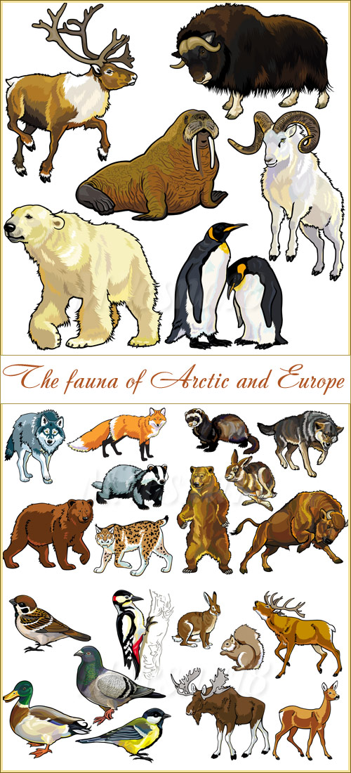    ,   / The fauna of Arctic and Europe, images stock vector