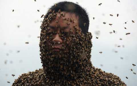 460 тысяч пчел на теле пчеловода
