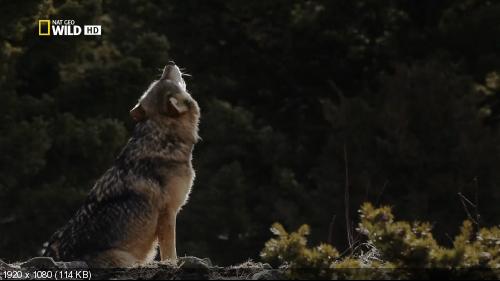 NG. Пума против волка / Cougar vs Wolf (2013) HDTV [H.264/1080i]