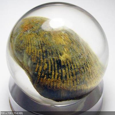 Чудеса Природы №7 - Раковина двустворчатого моллюска